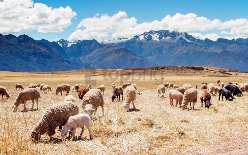fields peru sheep wallpaper PNG pics with alpha channel