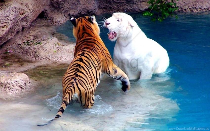 Fighting River Tigers Water Wallpaper Transparent Background PNG Images Selection