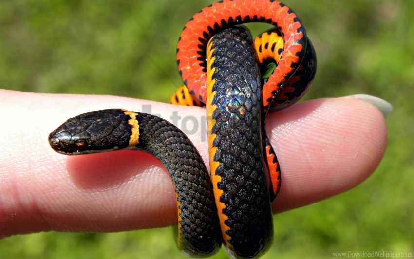 finger small snake wallpaper Clear background PNG clip arts