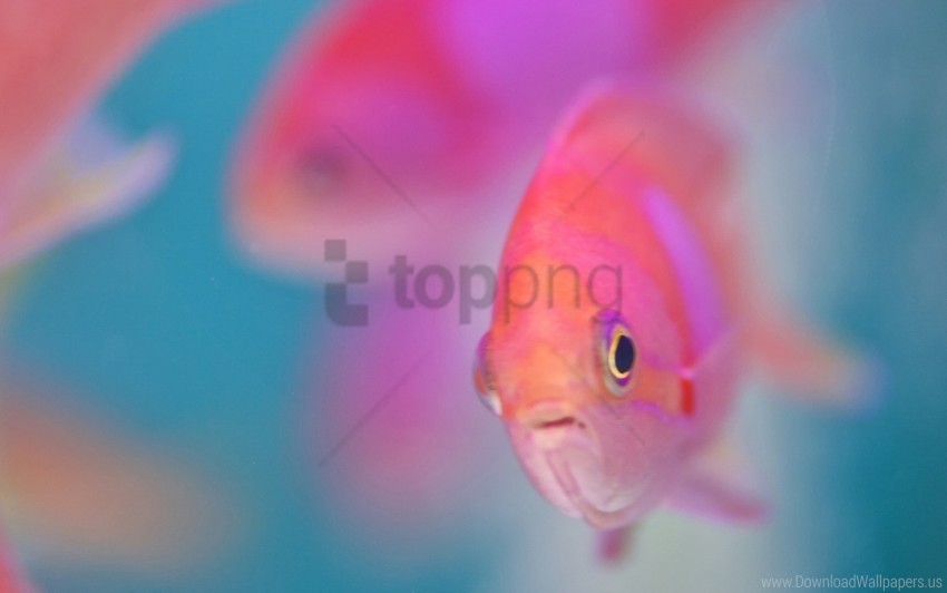 Fish Floating Water Wallpaper PNG Files With No Royalties