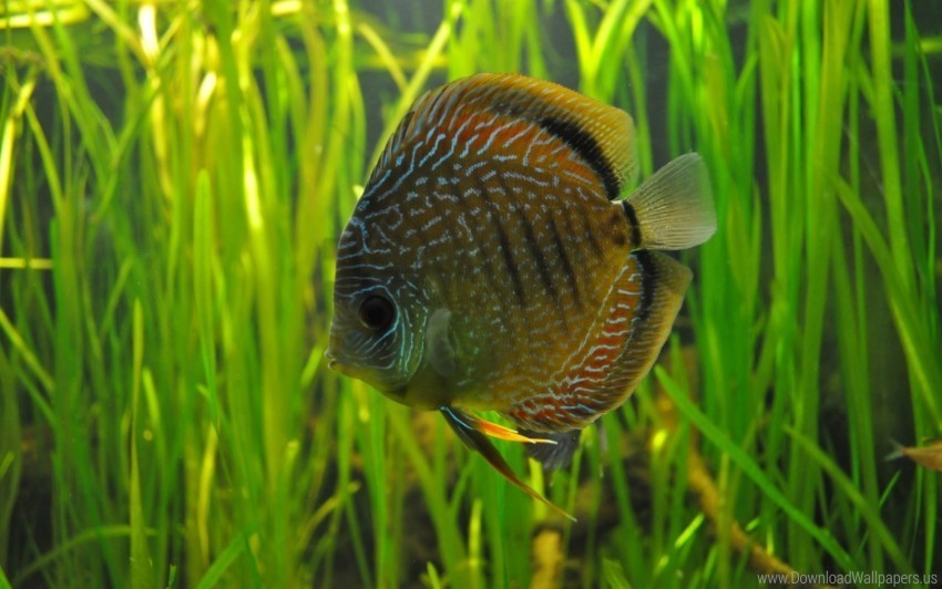 fish form herb wallpaper Transparent design PNG