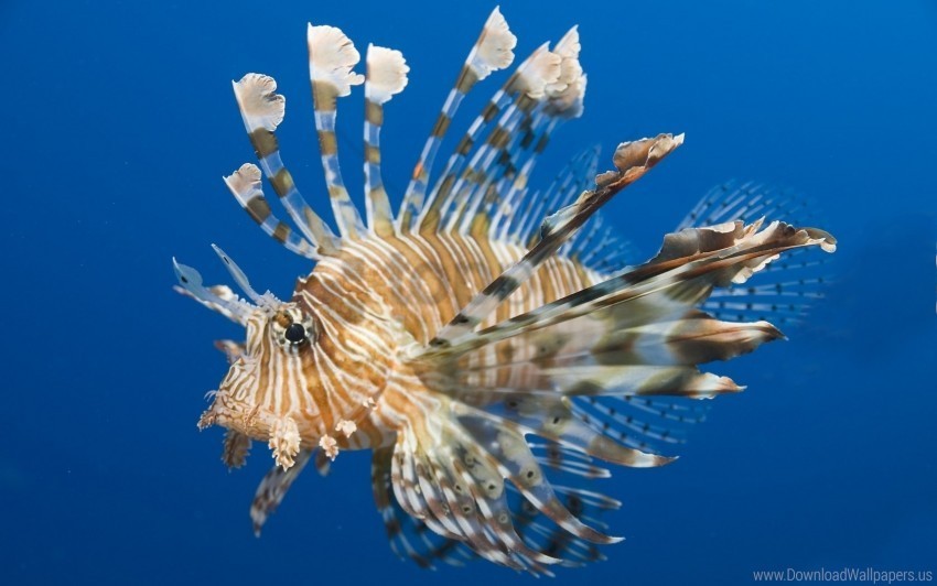 fish lionfish swim underwater water wallpaper Clear background PNGs