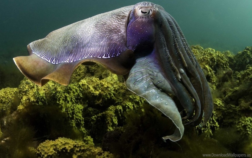 fish octopus swim underwater wallpaper PNG images for mockups