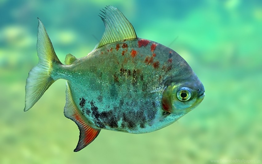 Fish Scales Shiny Wallpaper PNG Photo