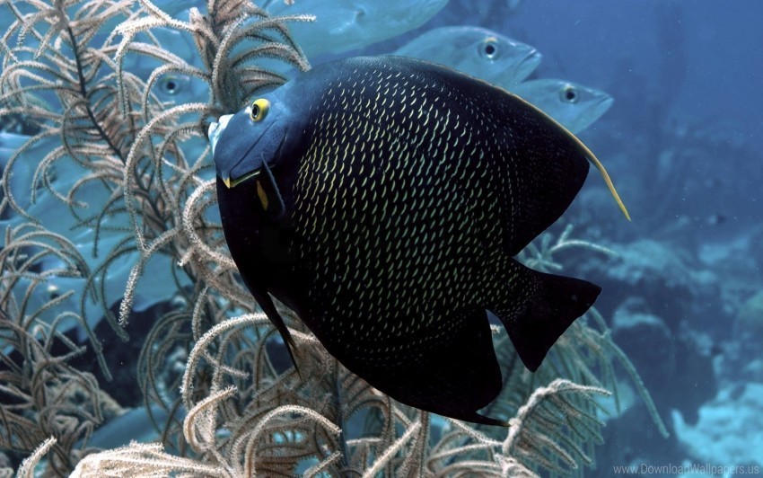 fish seaweed swim underwater wallpaper Free PNG file