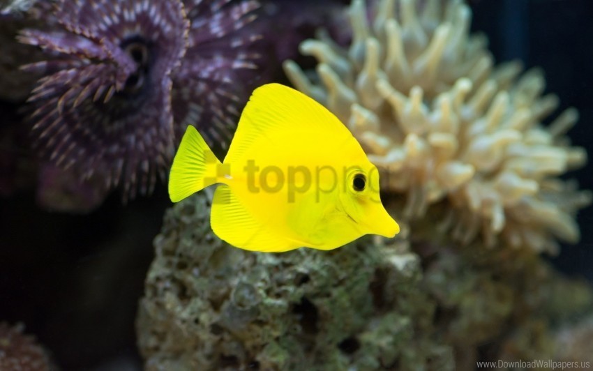 fish seaweed underwater yellow wallpaper PNG with transparent background free