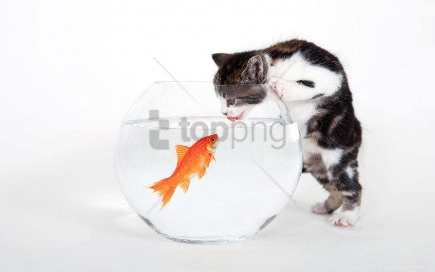 Fishy Tastes Wallpaper Isolated Icon In HighQuality Transparent PNG