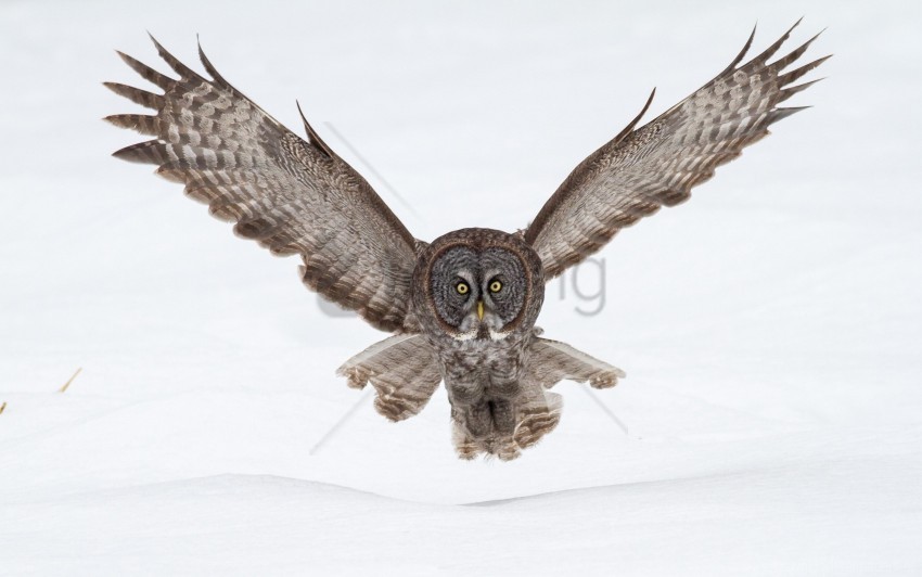 flap flying owl snow wings wallpaper PNG with cutout background