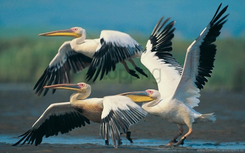 flap flying pelicans wings wallpaper Transparent PNG Isolated Graphic Design