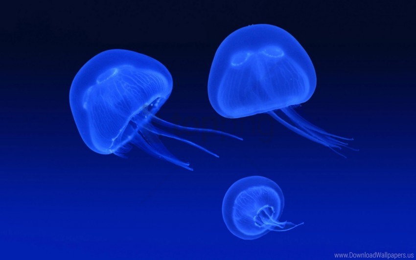floating jellyfish wallpaper PNG clear background