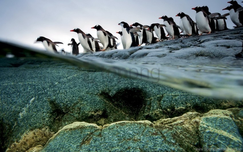 flock flying penguins rocks water wallpaper PNG files with no background bundle
