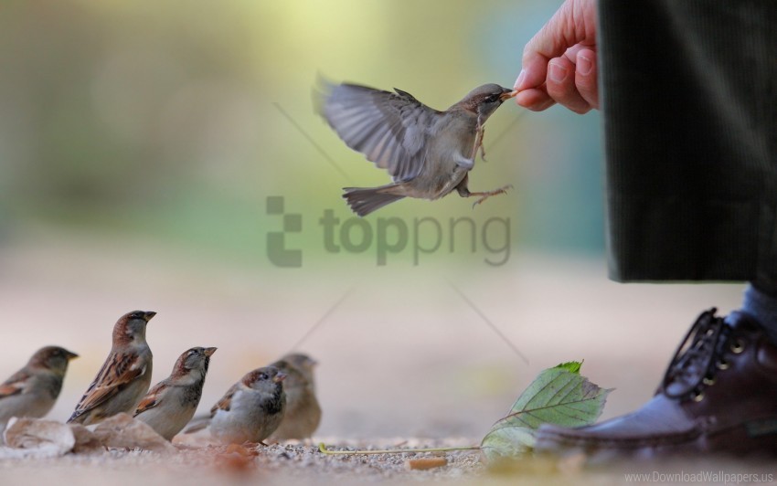 flock food sparrow wallpaper Isolated Object with Transparent Background PNG