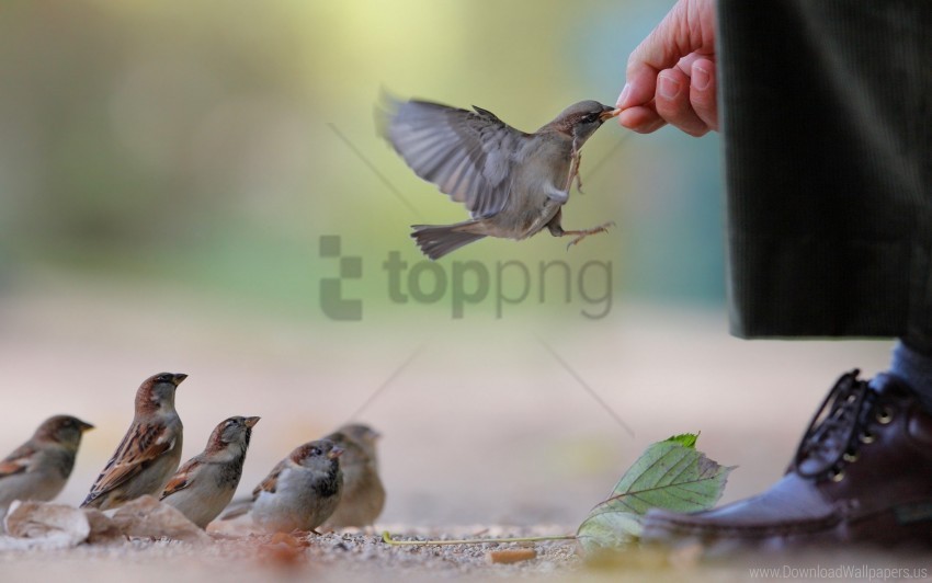 Flock Food Sparrow Wallpaper Isolated Object With Transparent Background PNG