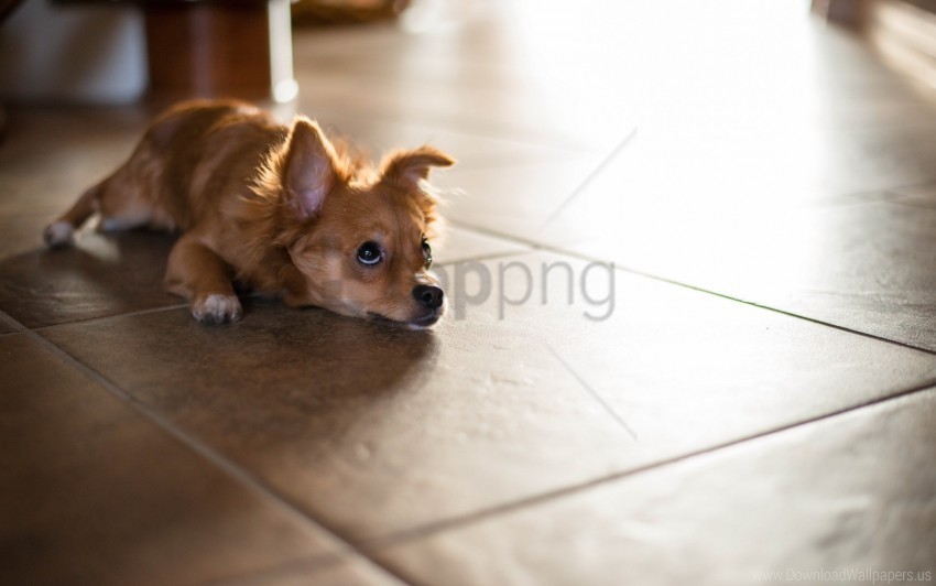 floor lie look puppy wait wallpaper Free download PNG with alpha channel extensive images