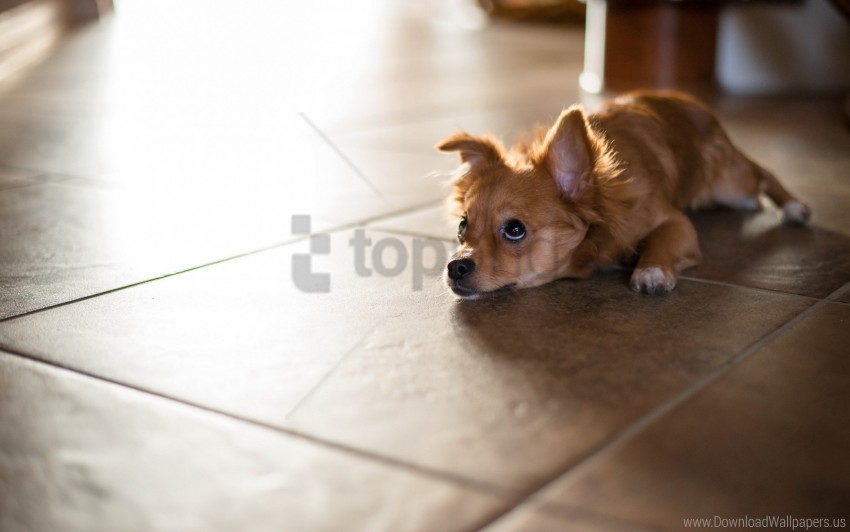 Floor Lying Puppy Wallpaper Isolated Character With Transparent Background PNG