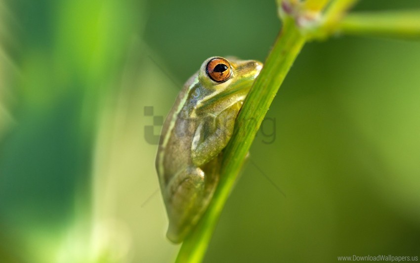 florida frog north port usa wallpaper PNG Image with Clear Isolated Object
