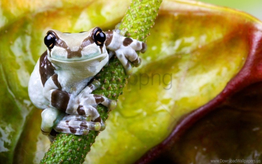 flower frog sitting small wallpaper PNG isolated