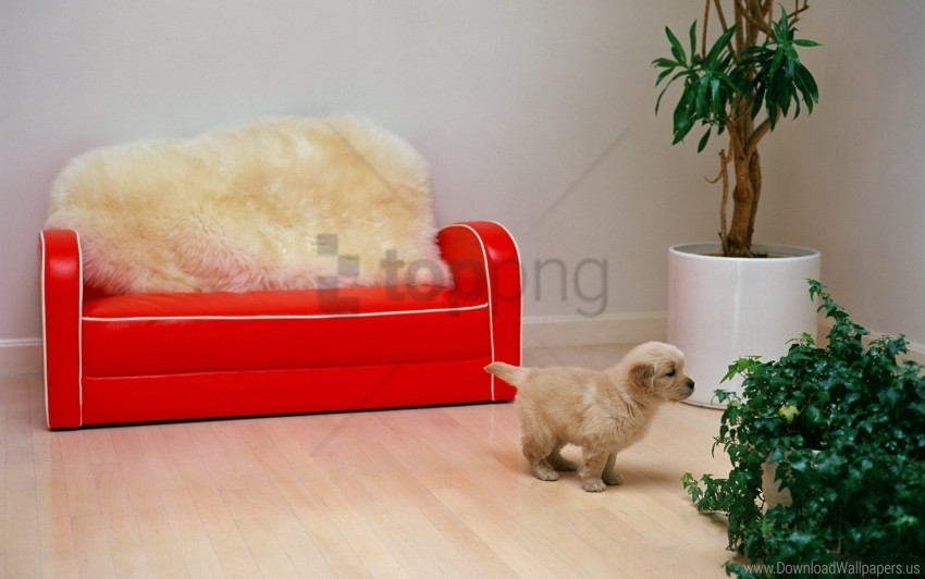 flower puppy red sofa wallpaper PNG for business use
