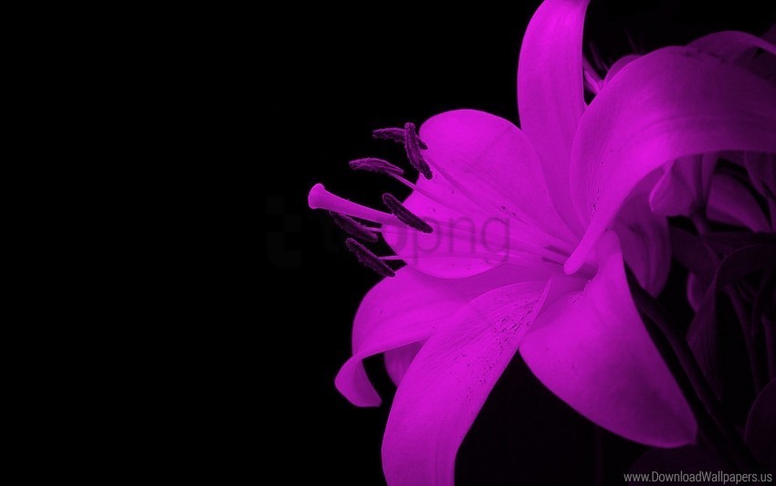 Flower Spectacualr Wallpaper Transparent Pics