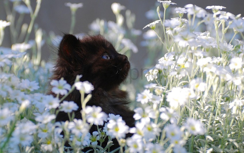 flowers fur grass kitten wallpaper PNG with transparent bg