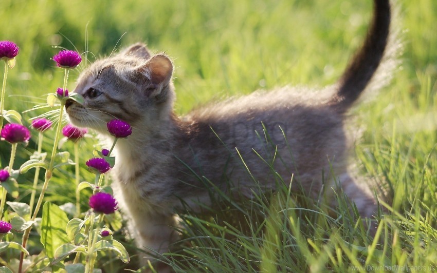 flowers grass gray kitten wallpaper PNG photo