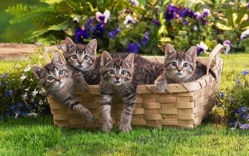 Flowers Grass Kids Kittens Shopping Wallpaper PNG Transparent Images Bulk