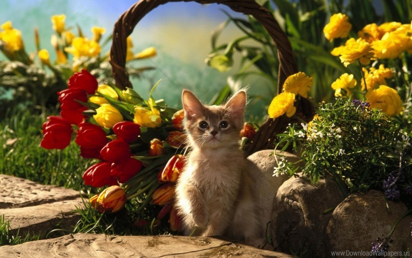 flowers grass kitten shade sitting tulips wallpaper PNG Image with Clear Isolation