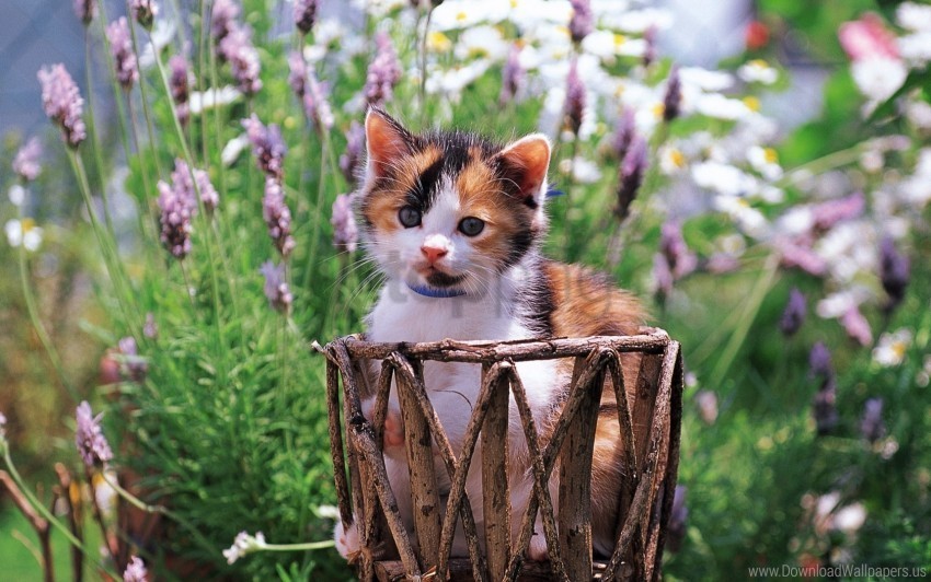 flowers grass kitten spotted wallpaper PNG transparent graphics for download