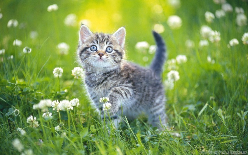 flowers grass kitten striped wallpaper Isolated Graphic with Transparent Background PNG