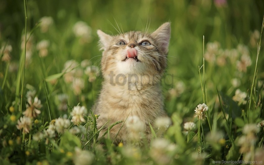 flowers grass kitten wallpaper ClearCut Background Isolated PNG Art
