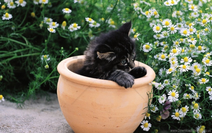 flowers kitty pot sit wallpaper PNG for t-shirt designs