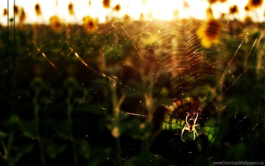 flowers light spider web wallpaper PNG images with clear cutout