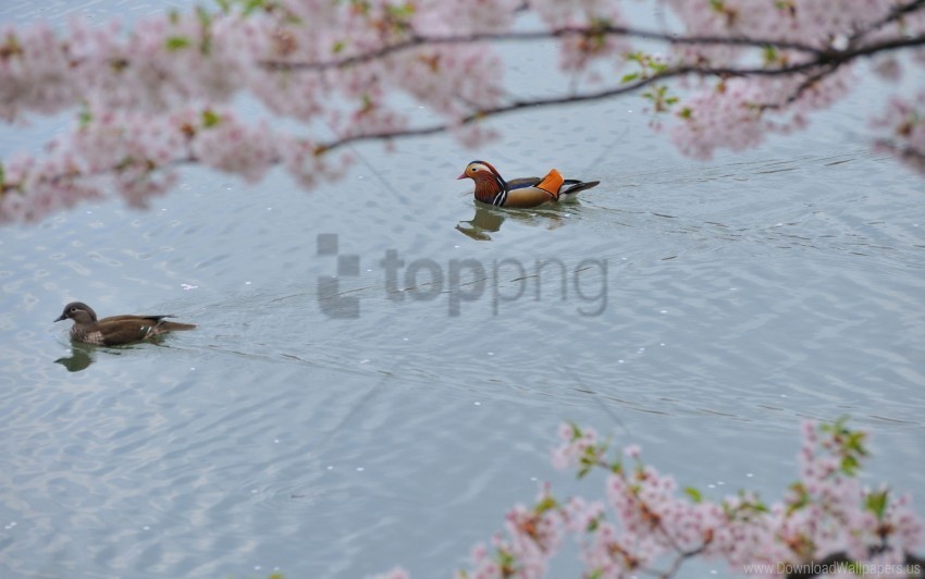 flowers mandarin duck swim trees water wallpaper PNG with no background required