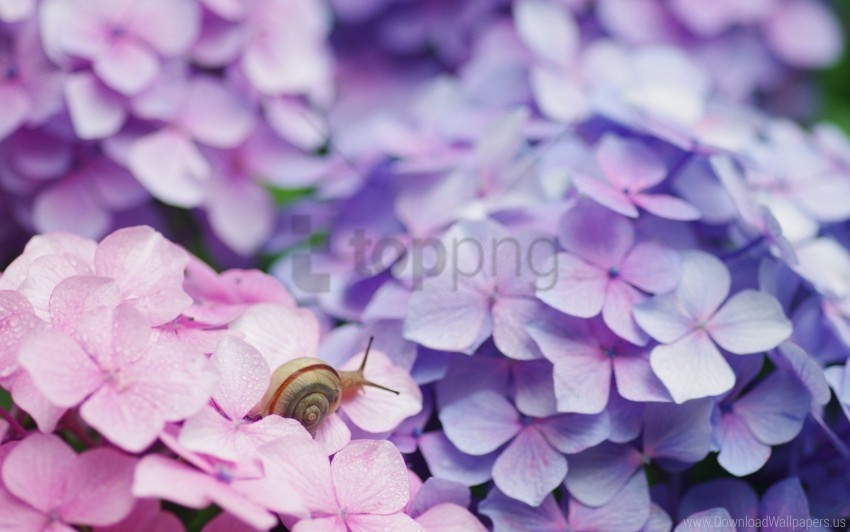 flowers shell snail wallpaper PNG images with alpha transparency wide selection