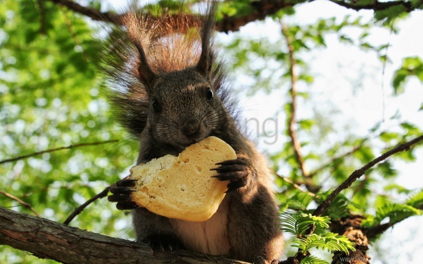 fluffy food sit squirrel tail wood wallpaper PNG Isolated Object on Clear Background