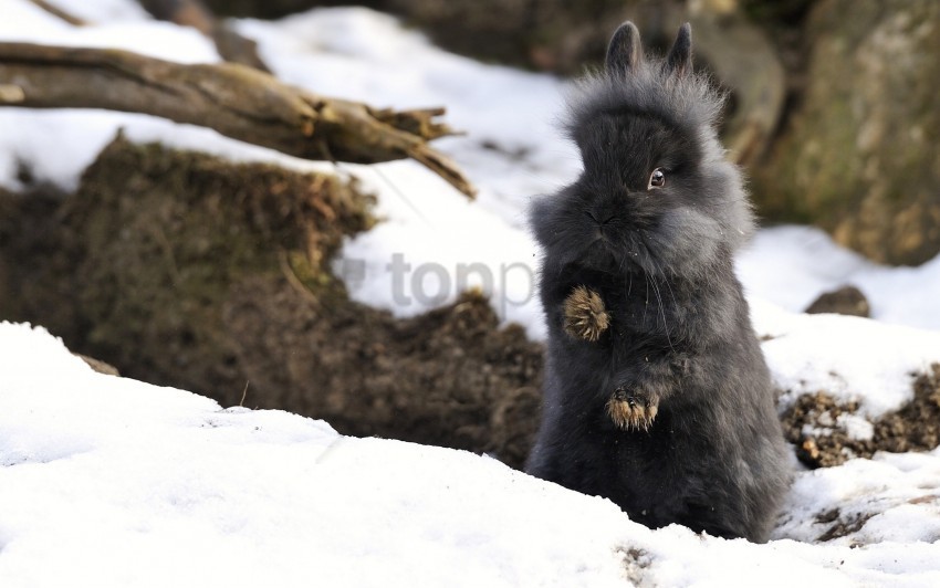 fluffy forest fright rabbit snow wallpaper Isolated Element with Clear Background PNG