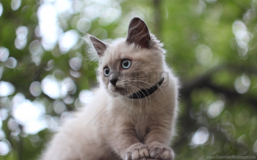 fluffy glare kitten sit wallpaper PNG for social media