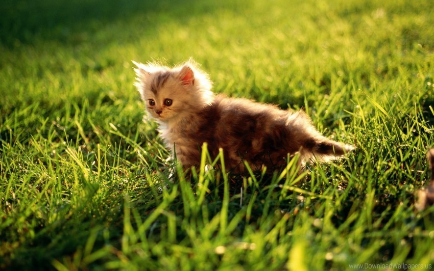 fluffy grass kitten light sit wallpaper Isolated Graphic with Clear Background PNG