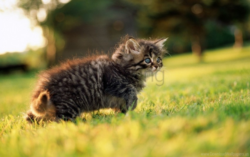 fluffy grass kitten walk wallpaper PNG graphics for presentations