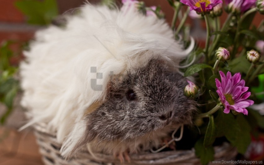 fluffy guinea pig look pretty rodent wallpaper PNG graphics for free