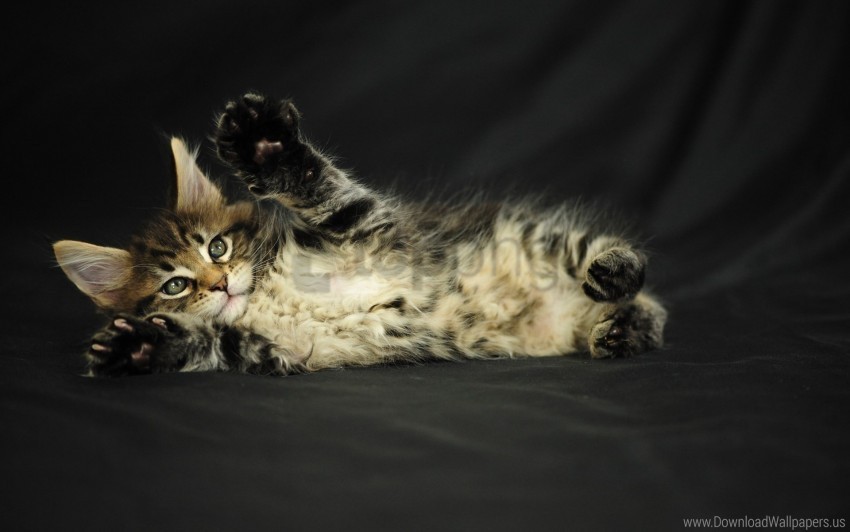 fluffy kitten lying spotted wallpaper Clean Background Isolated PNG Image