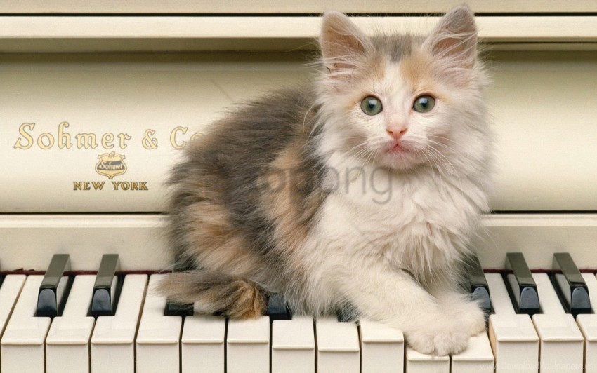 fluffy kitten piano sit wallpaper Isolated Illustration in Transparent PNG