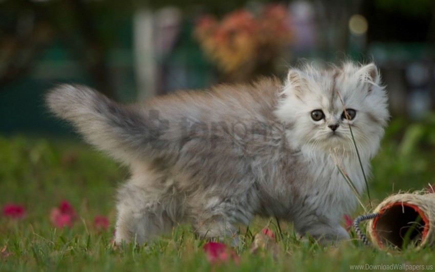 fluffy kitten walk wallpaper PNG Image with Isolated Icon
