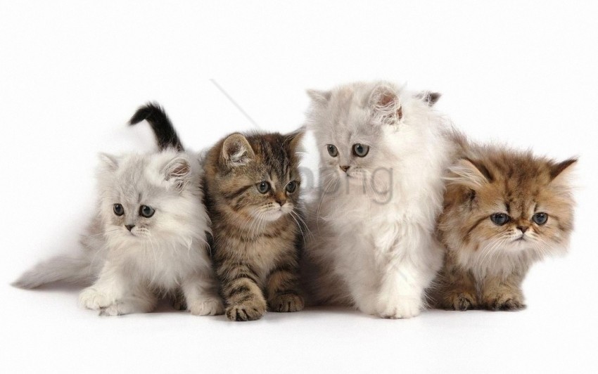 fluffy kittens photo shoot set wallpaper Free PNG images with clear backdrop