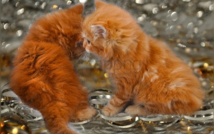 Fluffy Kittens Play Wallpaper PNG Images Without Watermarks