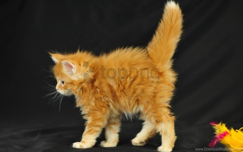 fluffy kitty red toy walk wallpaper PNG graphics with clear alpha channel broad selection