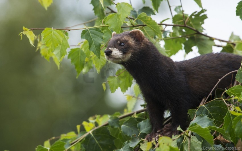 Fluffy Small Weasels Wild Wool Wallpaper Transparent Background PNG Photos