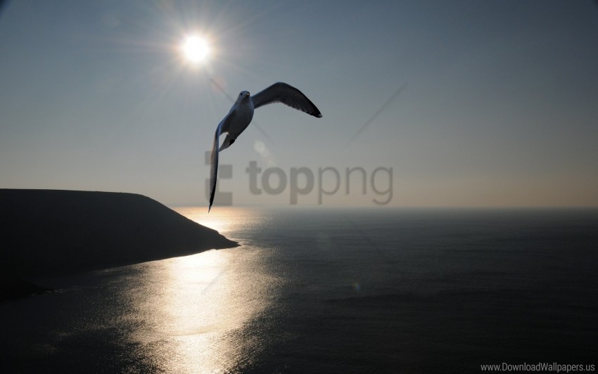 fly gull sea shadow silhouette sky swing wallpaper Transparent PNG images set