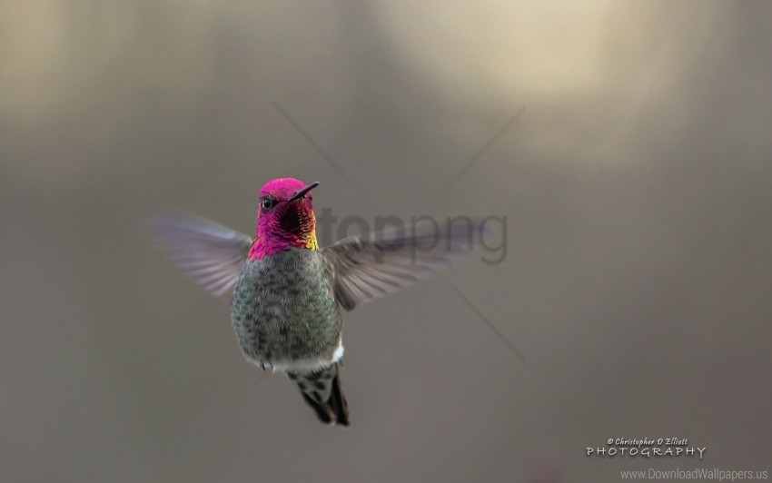 flying hummingbird wallpaper PNG pictures with no backdrop needed