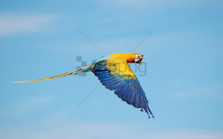 flying macaws true wallpaper PNG Image with Clear Isolated Object